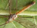 Tipula (Vestiplex) scripta (male) (1)