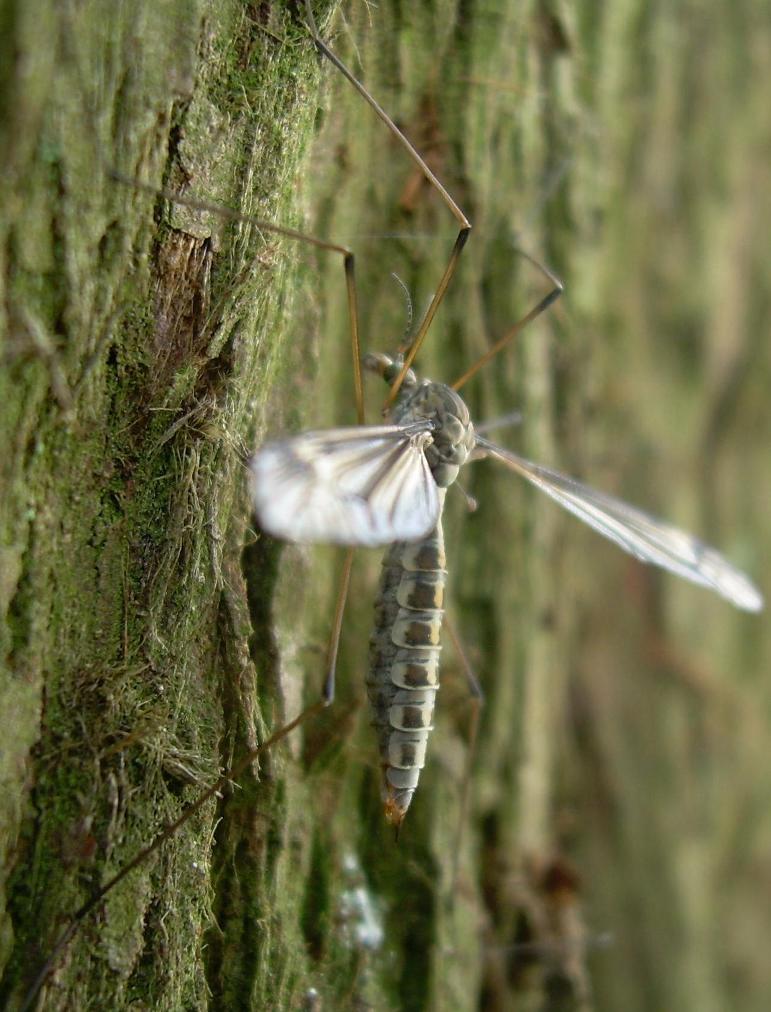 Tipulidae: Tipula (Yamatotipula) lateralis (female) (1)
