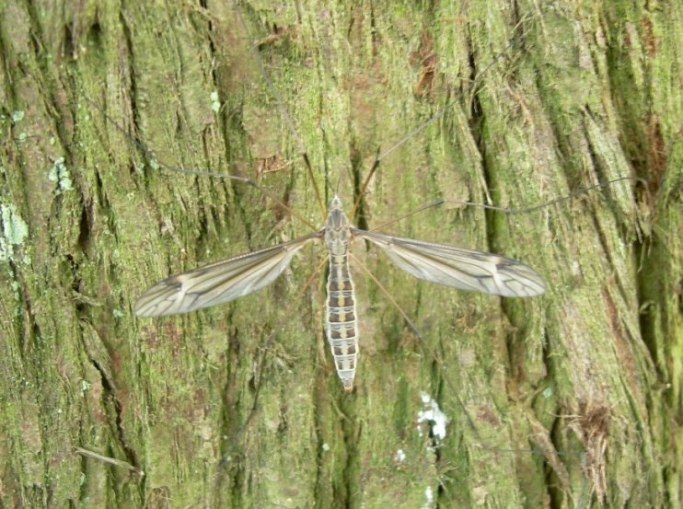 Tipulidae: Tipula (Yamatotipula) lateralis (female) (2)