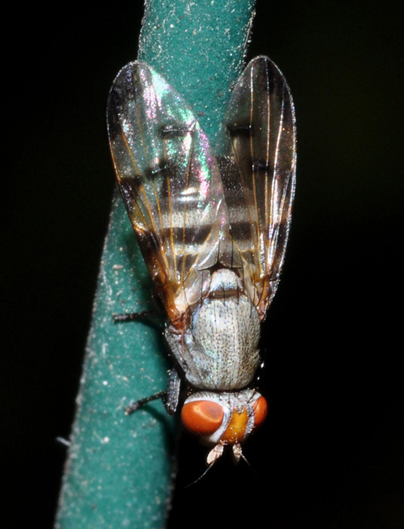 Ulidiidae (= Otitidae): Herina tristis (male) (1)
