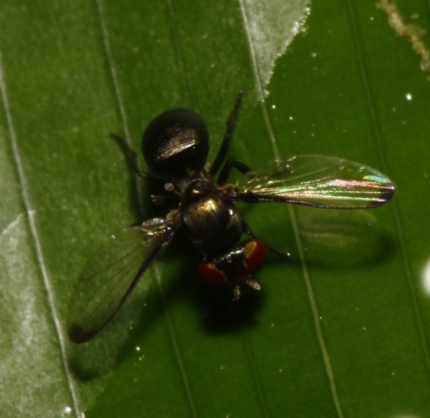 Ulidiidae (= Otitidae): Acrosticta sp. (male) (1)