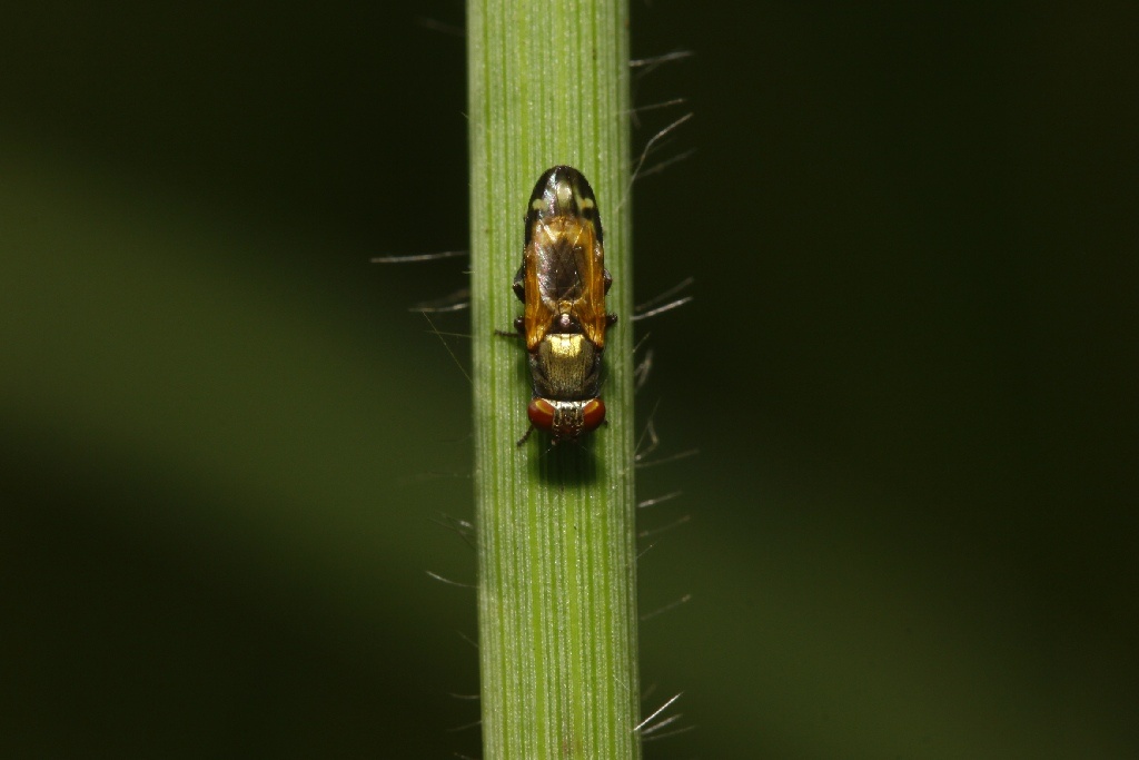 Ulidiidae (= Otitidae): Chaetopsis sp. (1)