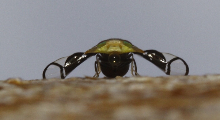 Ulidiidae (= Otitidae): Chondrometopum arcuatum (5)