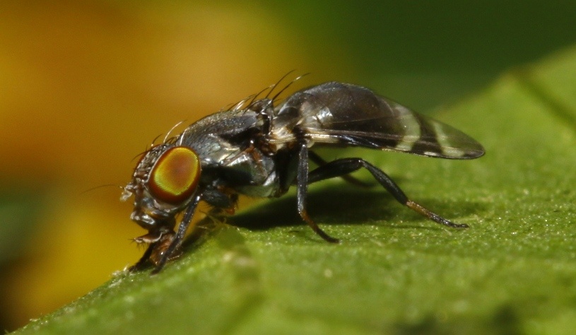 Ulidiidae (= Otitidae): Eupharea caerulea (female) (2)