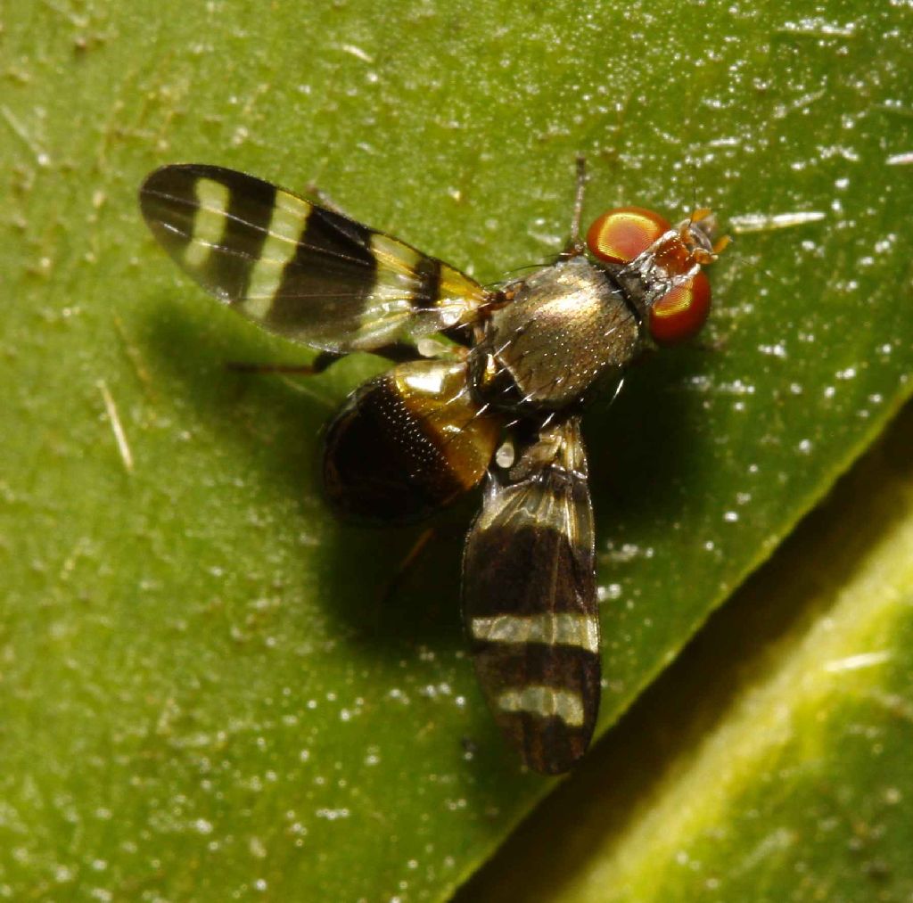 Ulidiidae (= Otitidae): Euxesta cf. schineri (male) (1)
