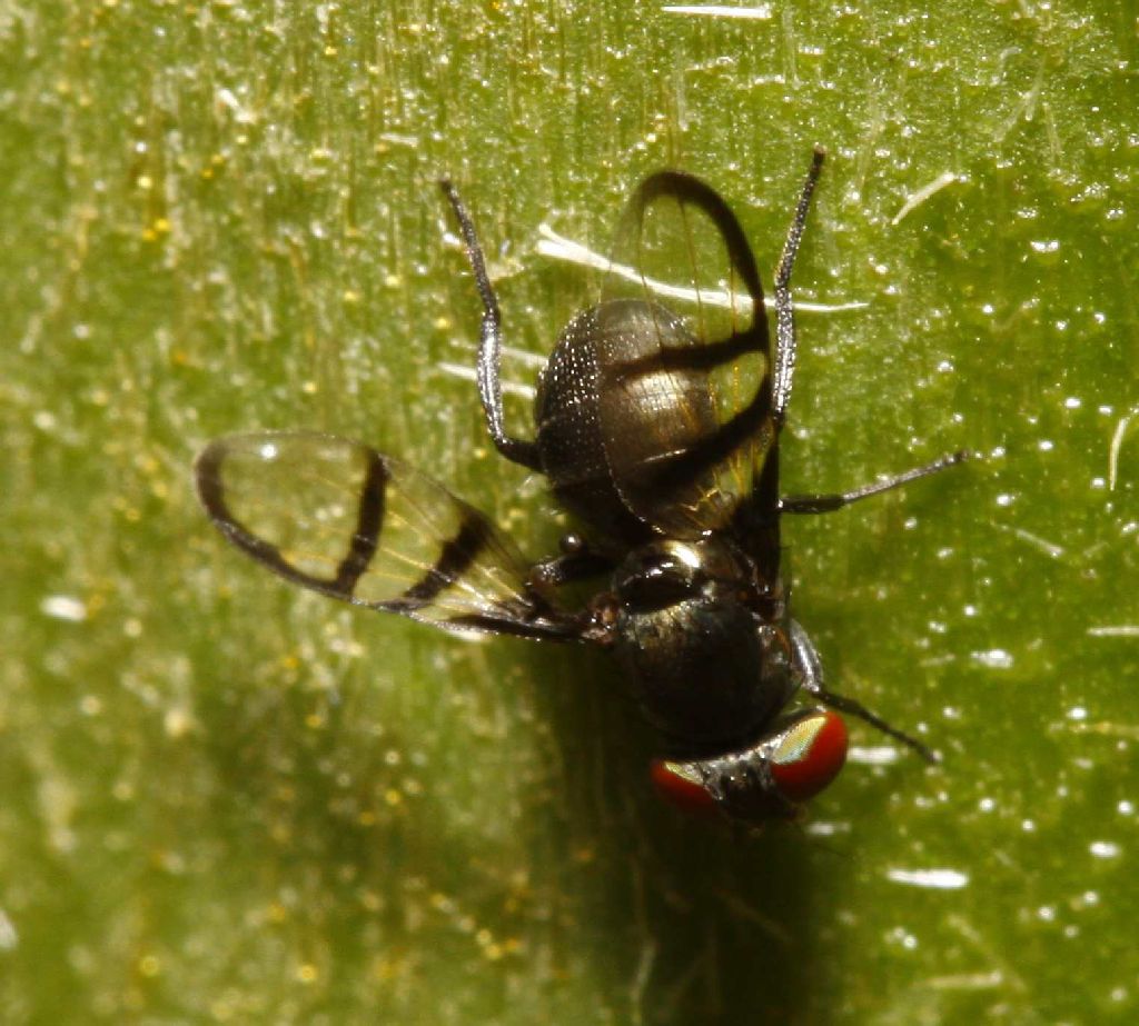Ulidiidae (= Otitidae): Euxesta insolita (male) (1)