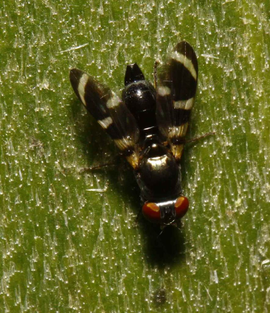 Ulidiidae (= Otitidae): Euxesta lunata (female) (1)