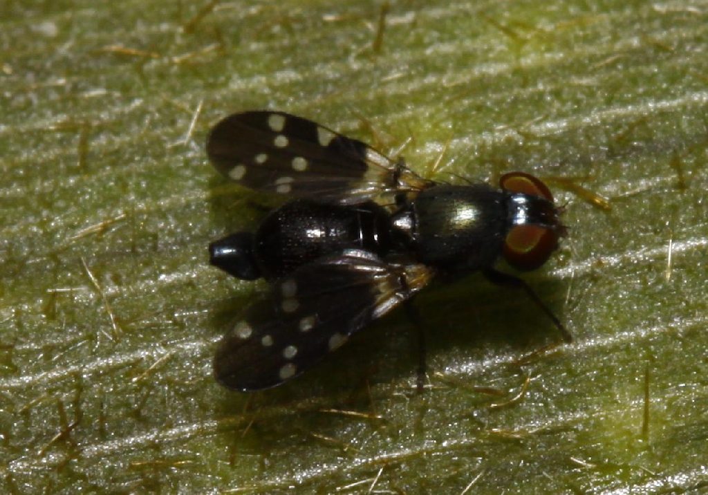 Ulidiidae (= Otitidae): Euxesta spec. nr geminata (female) (1)