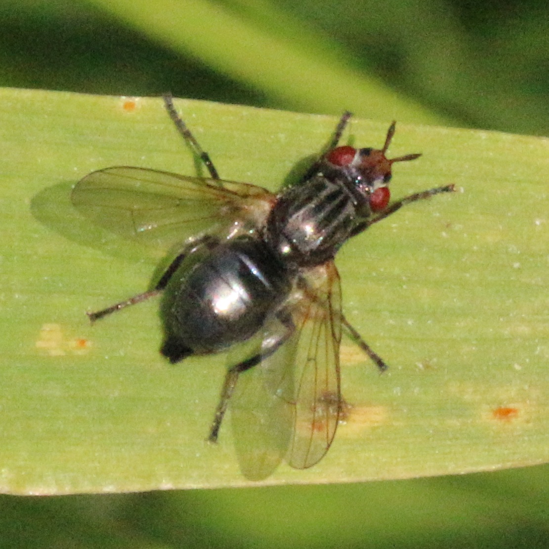 Ulidiidae (= Otitidae): Dorycera syriaca (female) (1)