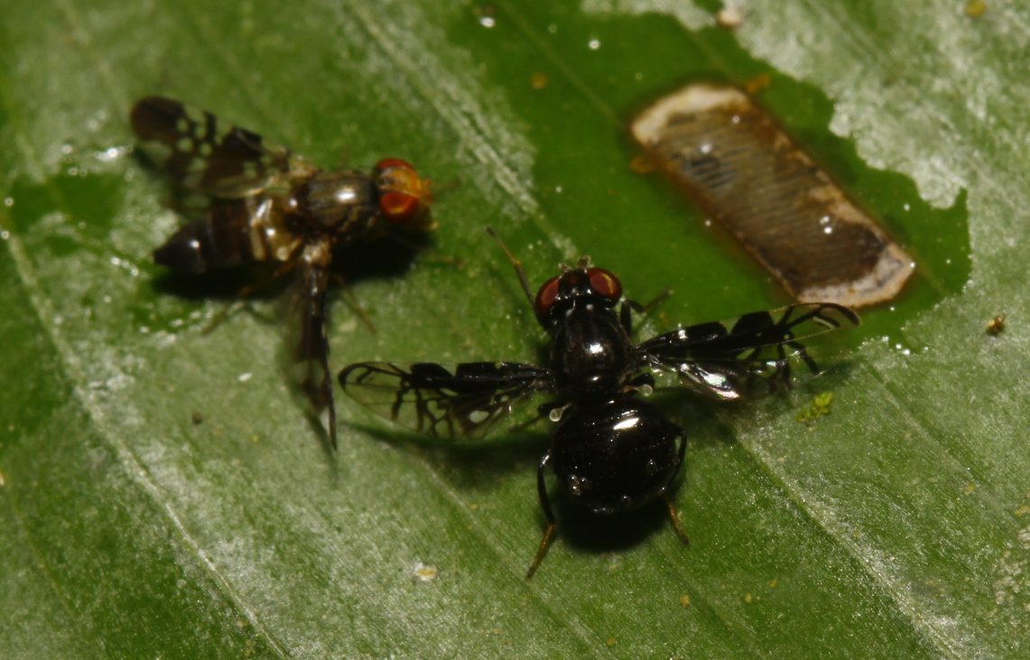 Ulidiidae (= Otitidae): Megalaemyia albostriata (male) (2)