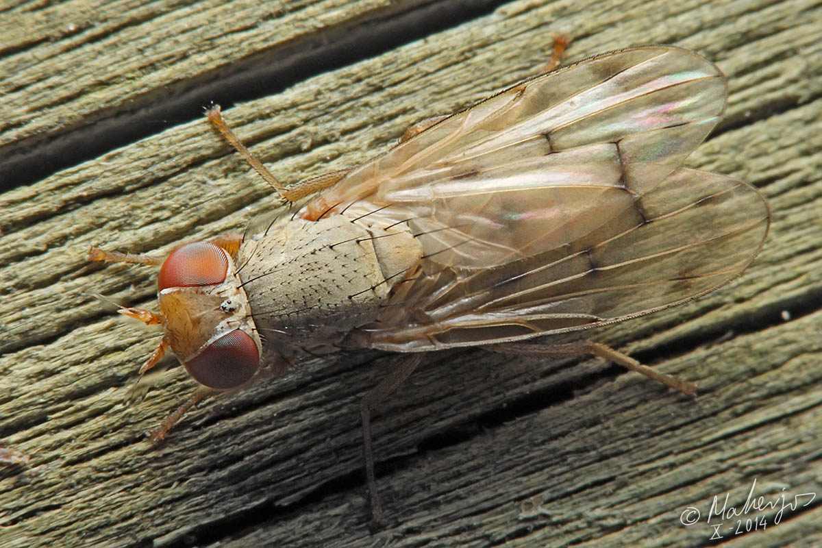 Ulidiidae (= Otitidae): Melieria (Hypochra) albufera (female) (1)