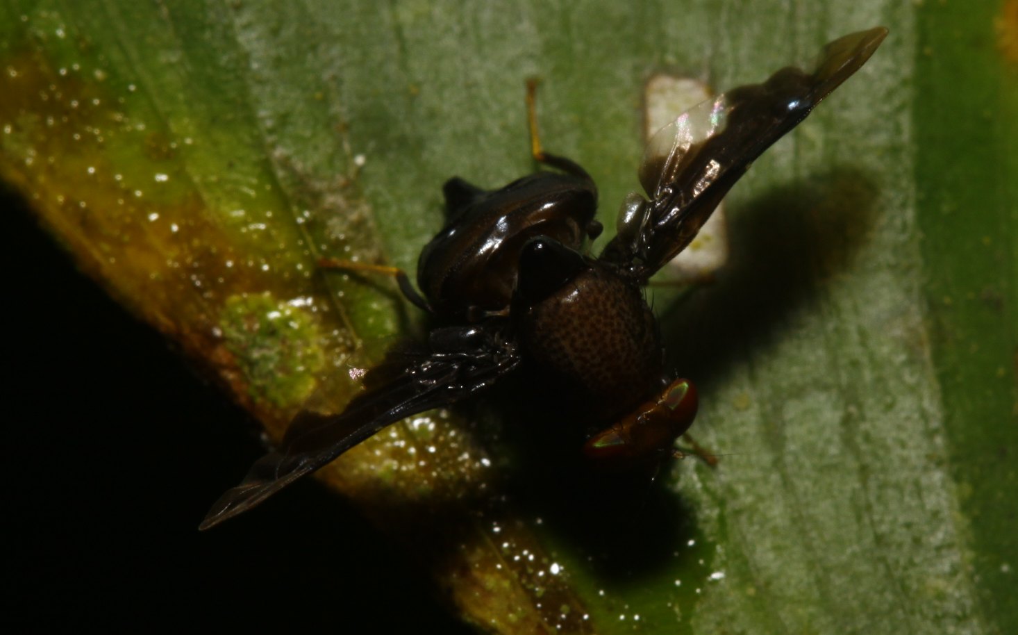 Ulidiidae (= Otitidae): Pterocalla sp. (female) (1)