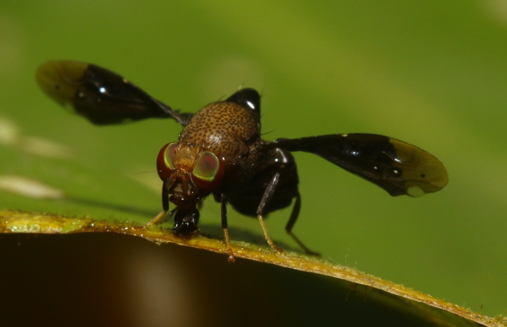 Ulidiidae (= Otitidae): Pterocalla sp. (female) (2)
