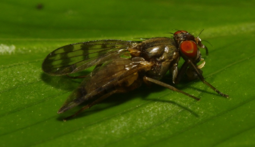 Ulidiidae (= Otitidae): Pterocerina interrupta (2)