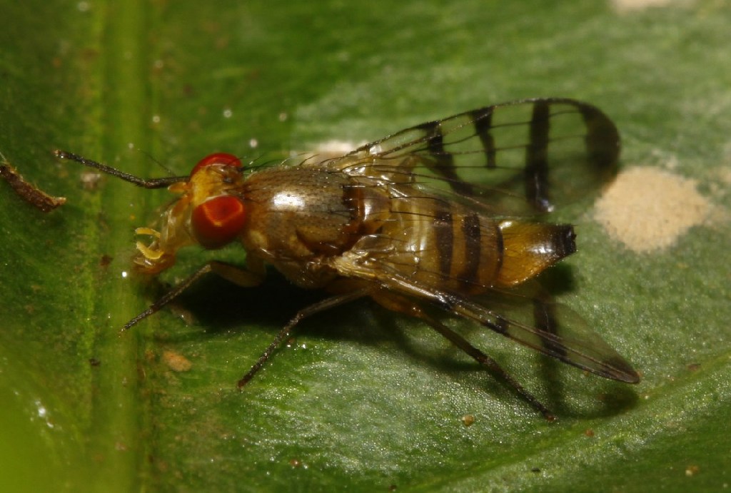 Ulidiidae (= Otitidae): Pterocerina obliteratella (female) (3)
