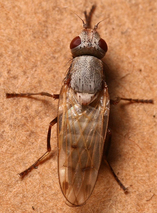 Ulidiidae (= Otitidae): Tetanops flavescens (female) (1)