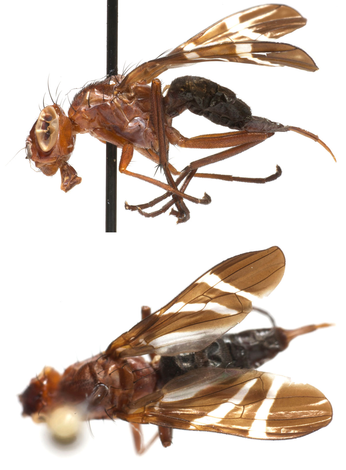 Ulidiidae (= Otitidae): Tritoxa cuneata species complex (female) (1)