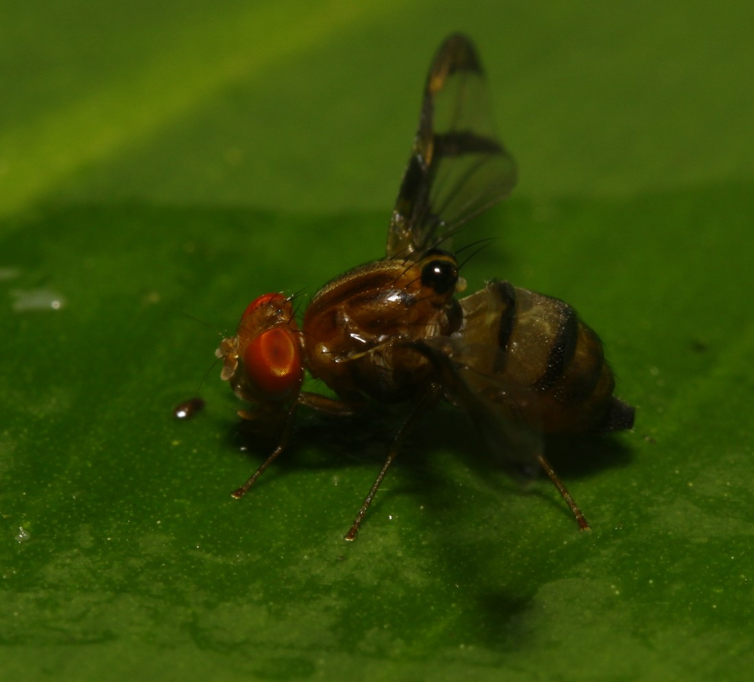 Ulidiidae (= Otitidae): Xanthacrona bipustulata (female) (1)