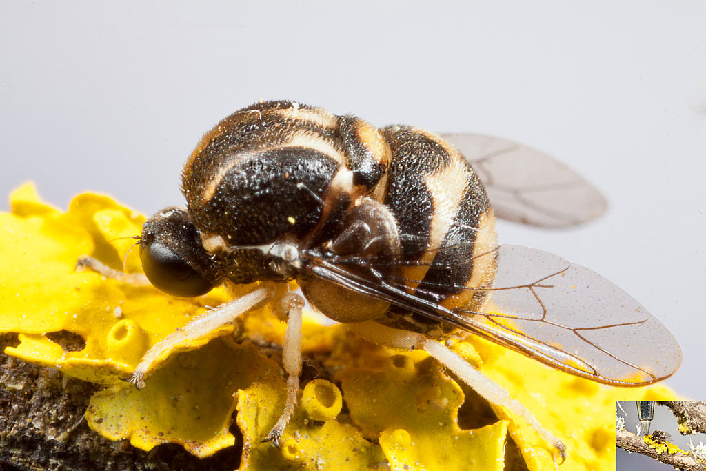 Acroceridae: Acrocera cabrerae (male) (1)
