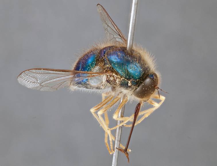 Acroceridae: Apsona muscaria (male) (2)
