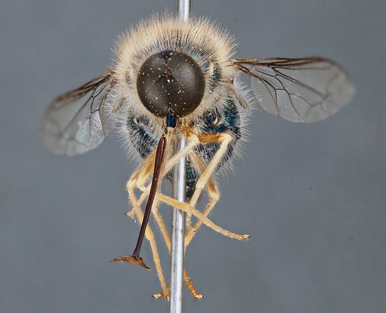 Acroceridae: Apsona muscaria (male) (3)