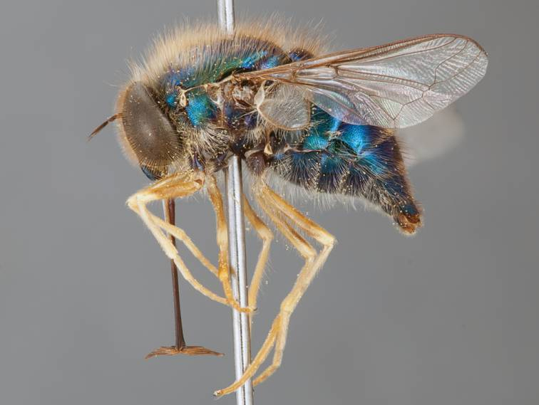Acroceridae: Apsona muscaria (male) (1)