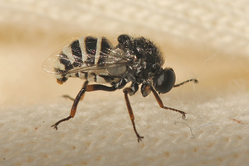 Acroceridae: Ogcodes zonatus (female) (2)