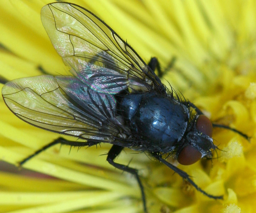 Calliphoridae: Melinda viridicyanea (female) (1)