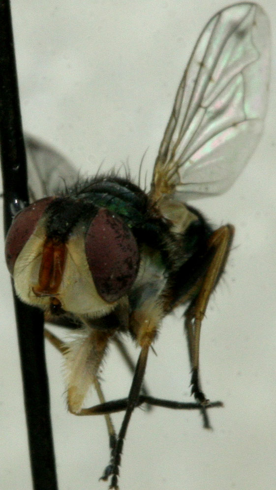 Calliphoridae: Chrysomya varipes (male) (1)