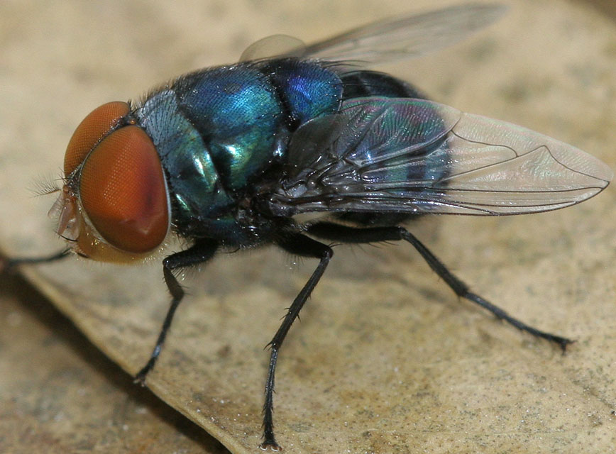 Calliphoridae: Chrysomya megacephala (male) (1)