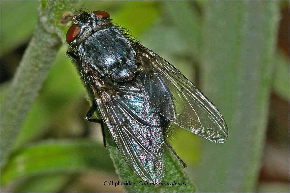 Calliphoridae: Calliphora uralensis (female) (2)