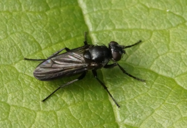 Calliphoridae: Morinia doronici (female) (3)