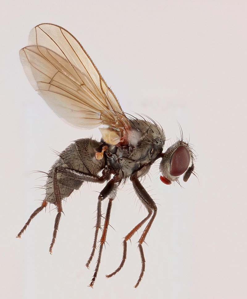 Calliphoridae: Angioneura acerba (female) (2)