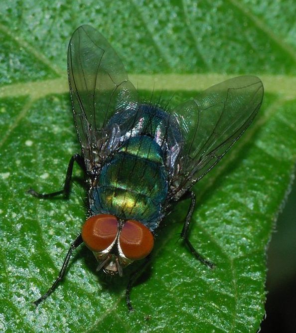 Calliphoridae: Lucilia sp. (male) (1)