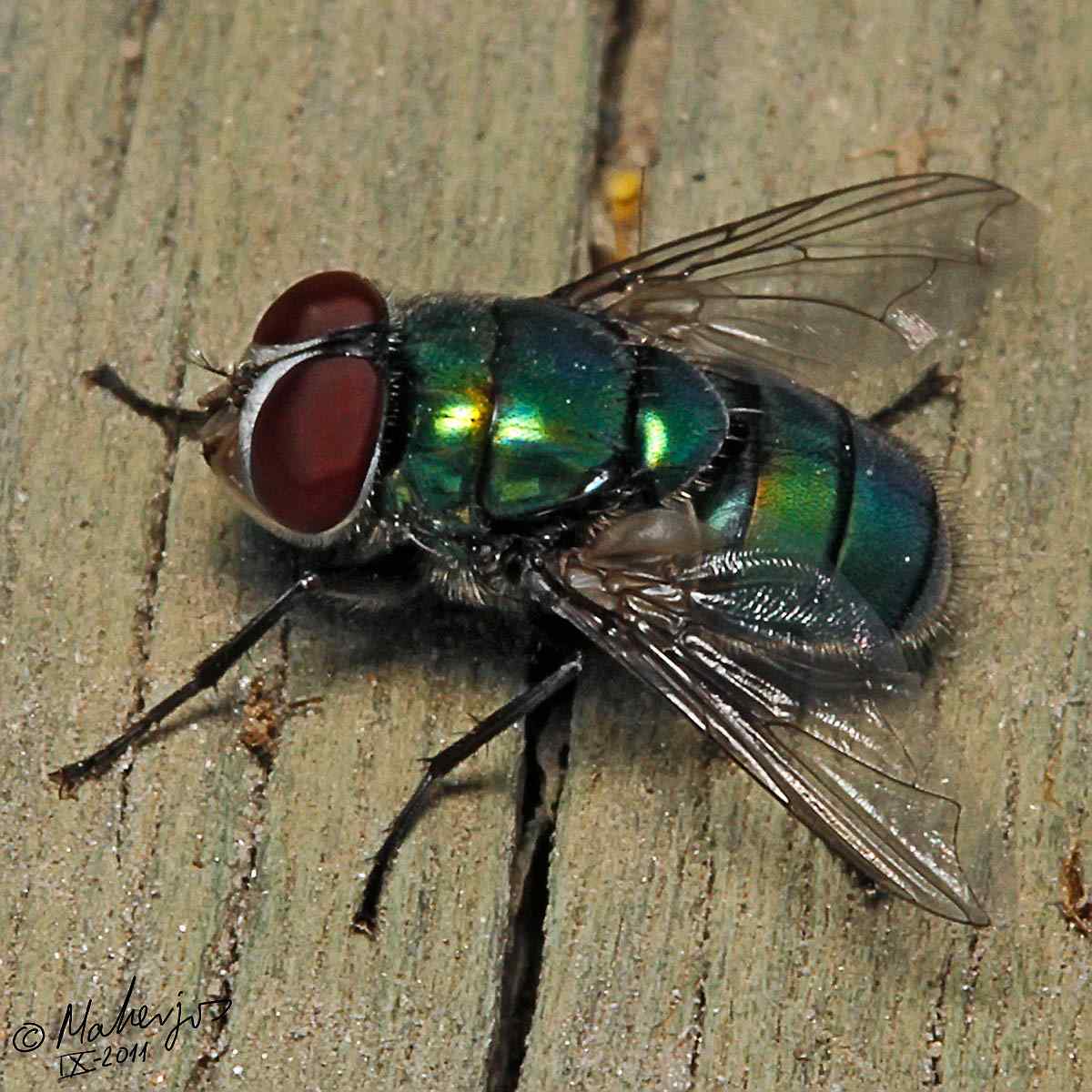 Calliphoridae: Chrysomya albiceps (male) (3)