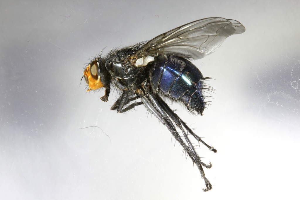 Calliphoridae: Cynomya mortuorum (female) (1)