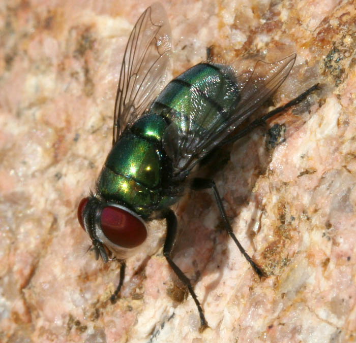 Calliphoridae: Chrysomya albiceps (female) (1)