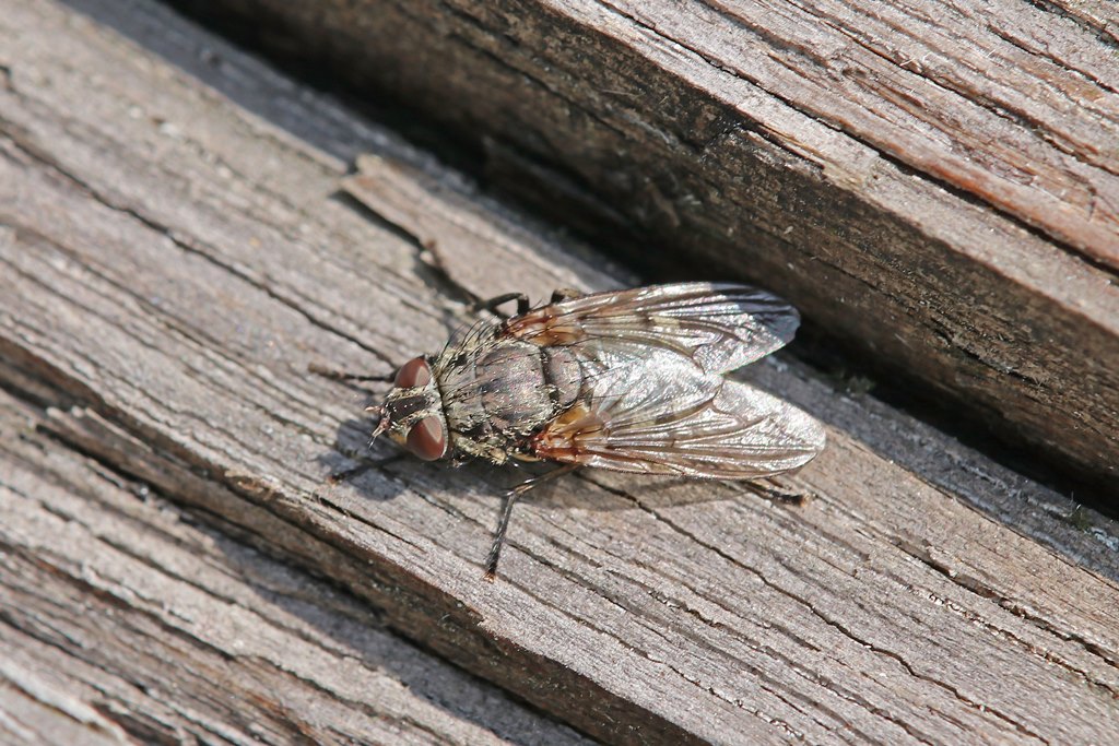 Calliphoridae: Pollenia vagabunda (female) (2)