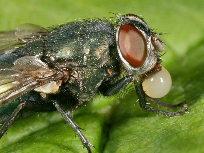 Calliphoridae: Phormia regina (3)