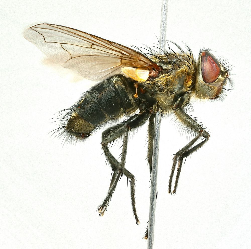 Calliphoridae: Pollenia angustigena (1)