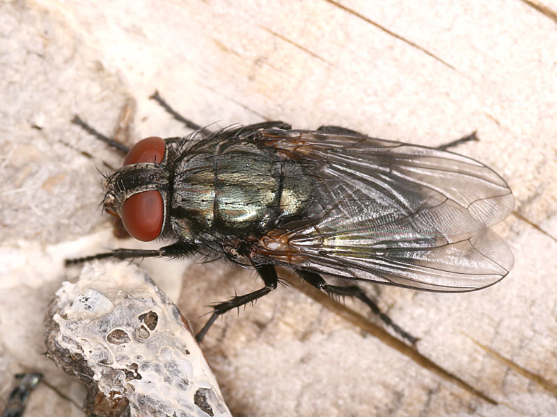 Calliphoridae: Protocalliphora azurea (1)