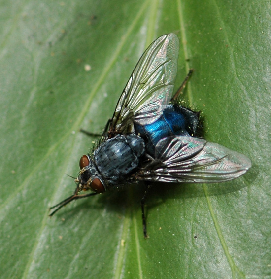 Толстая муха. Муха синяя мясная (Calliphora uralensis). Calliphora vicina – синяя мясная Муха. Красноголовая синяя падальница.