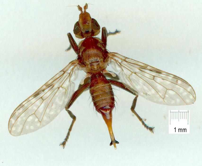 Pyrgotidae: Osa sinclairae (female) (1)