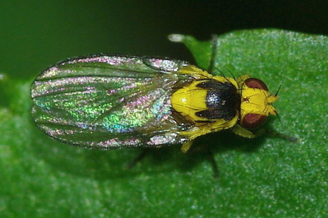 Agromyzidae: Phytoliriomyza melampyga (3)
