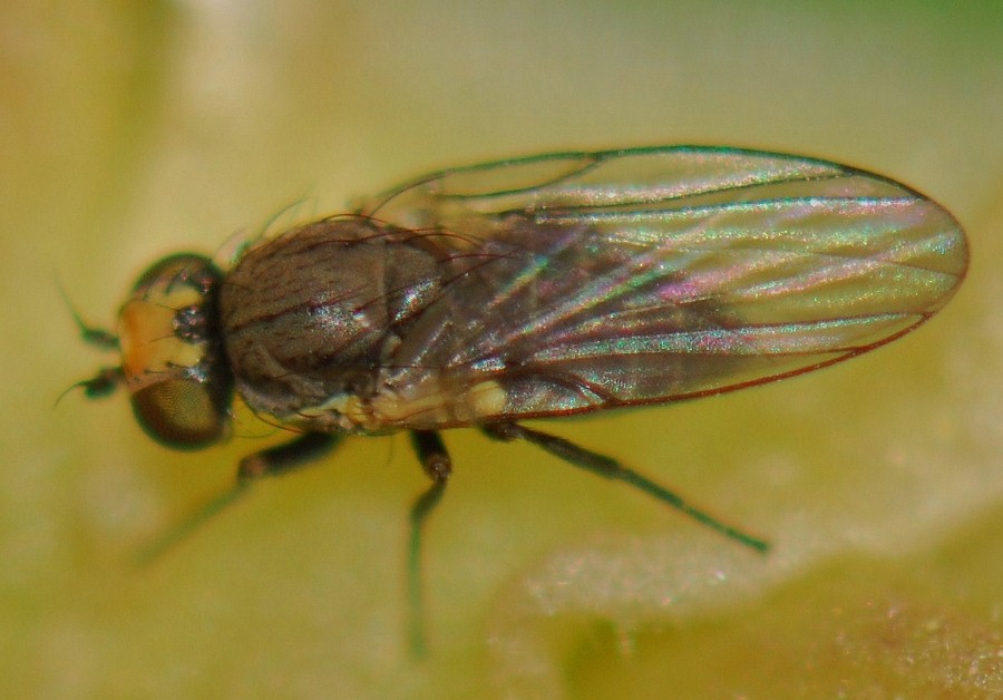 Agromyzidae: Phytomyza krygeri (female) (2)