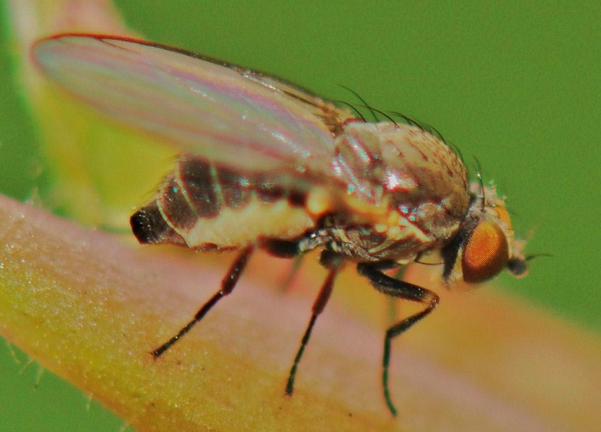 Agromyzidae: Phytomyza krygeri (female) (1)