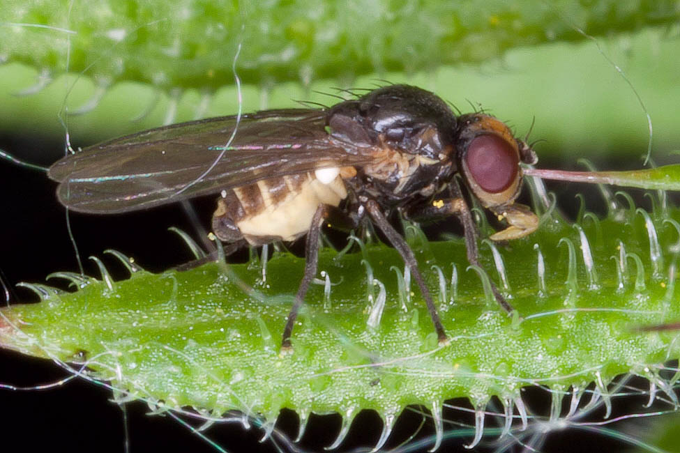 Agromyzidae: Aulagromyza orphana (male) (1)