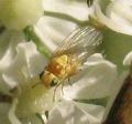 liriomyza_lutea_hs14_2542_t1.jpg