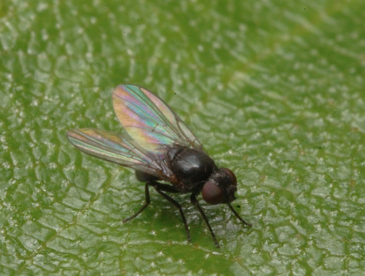 Agromyzidae: Ophiomyia sp. (1)