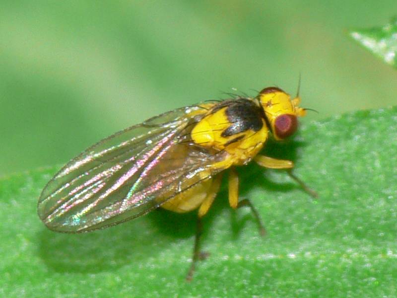Agromyzidae: Phytoliriomyza melampyga (female) (1)